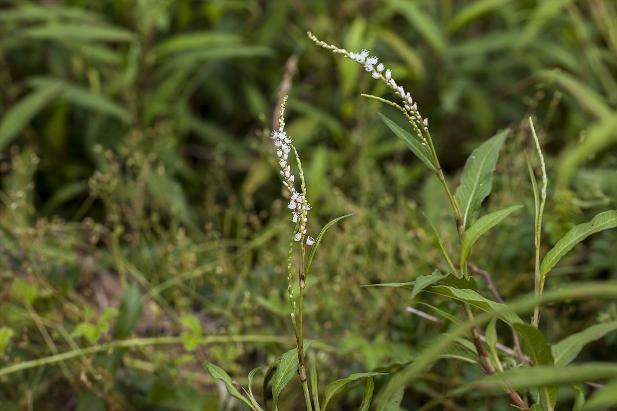 20150729001.jpg